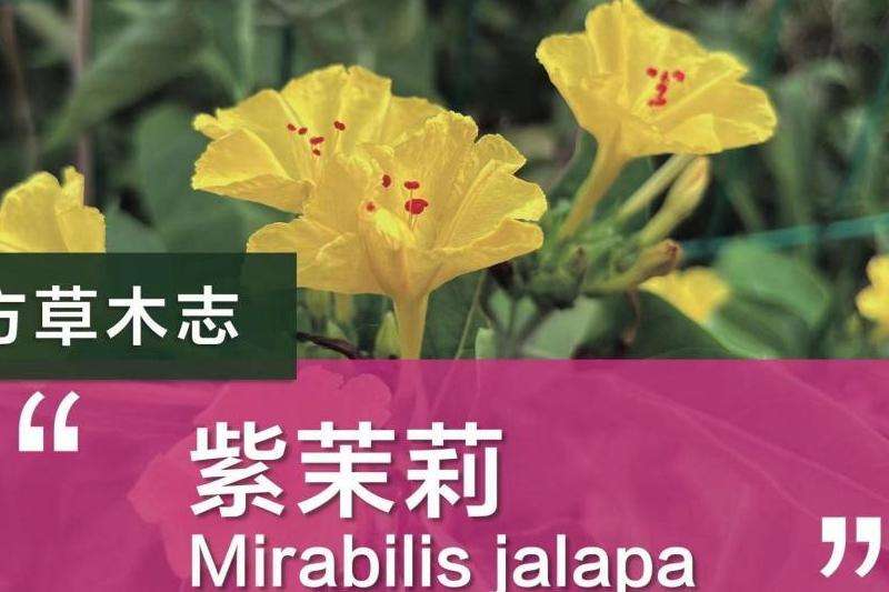 WhatsApp截屏提醒功能详解